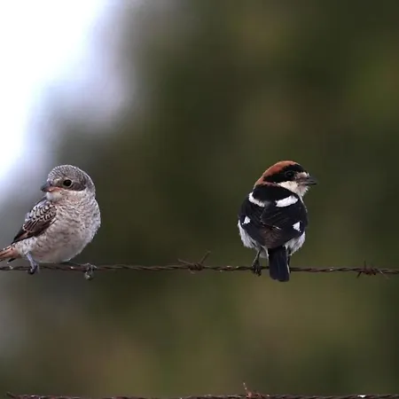 Dom wakacyjny Cupiana Piscina Privada *